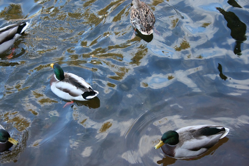 The Vicious Pond Beasts